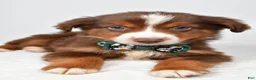 Miniature Australian Shepherd dogs for sale: Captain  - Ad 3