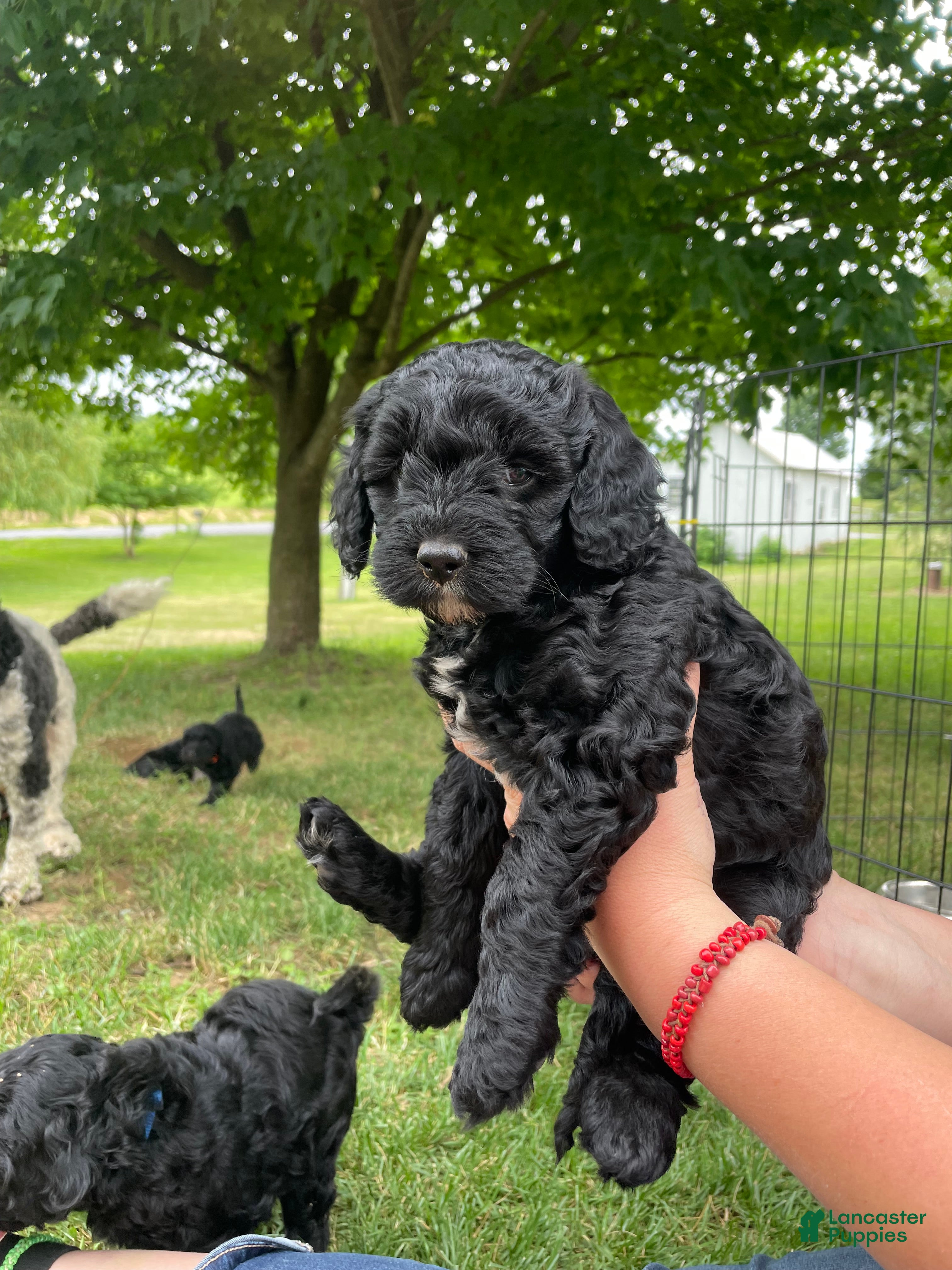 Miniature Poodle dogs Connie - Ad 1