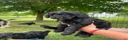 Miniature Poodle dogs for sale: Connie - Ad 1