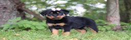 Rottweiler dogs for sale: Honey - Ad 5