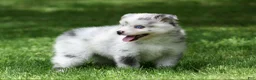 Pomsky dogs for sale: Lilly - Ad 3