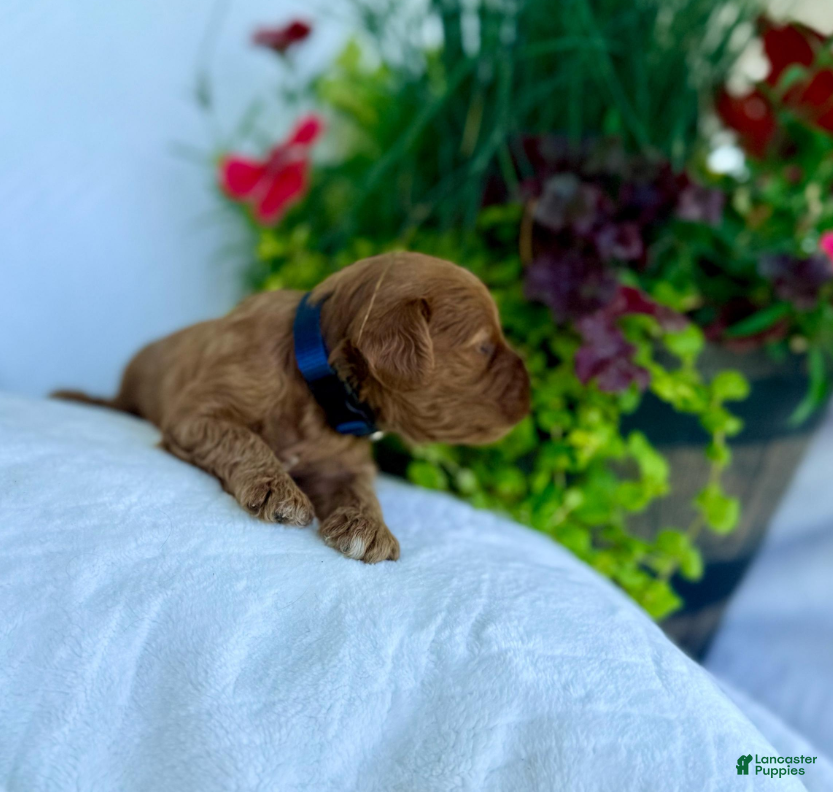 Cavapoo dogs Milo - Ad 1