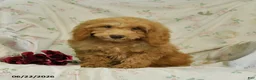 Mini Goldendoodle dogs for sale: Melody - Ad 4