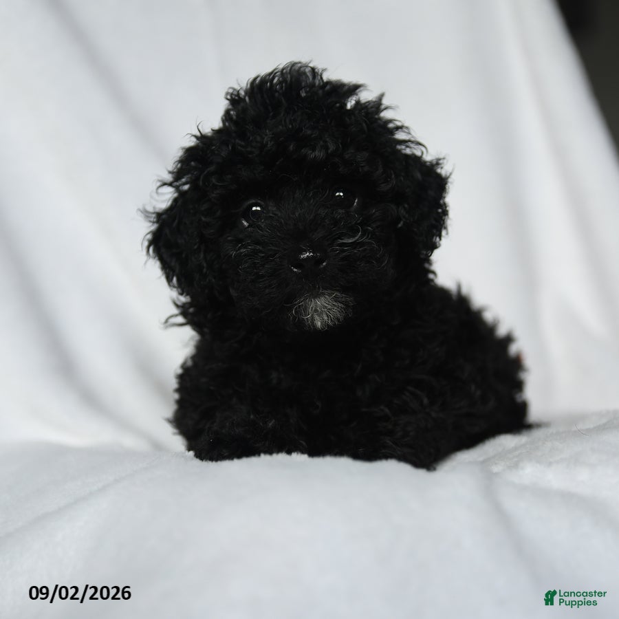 Toy Poodle dogs Haley - Ad 1