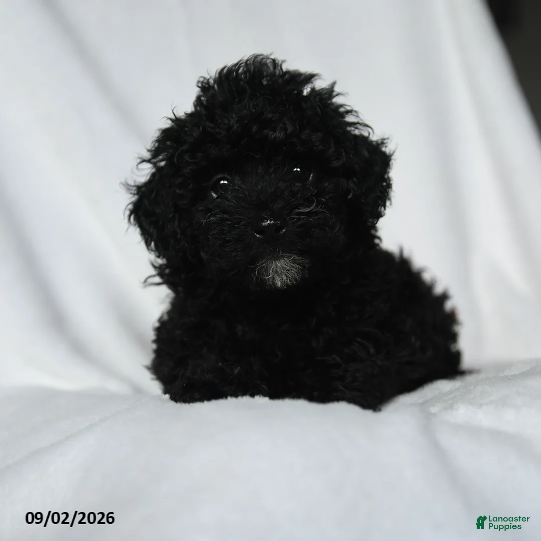 Toy Poodle dogs for sale: Haley - Ad 1