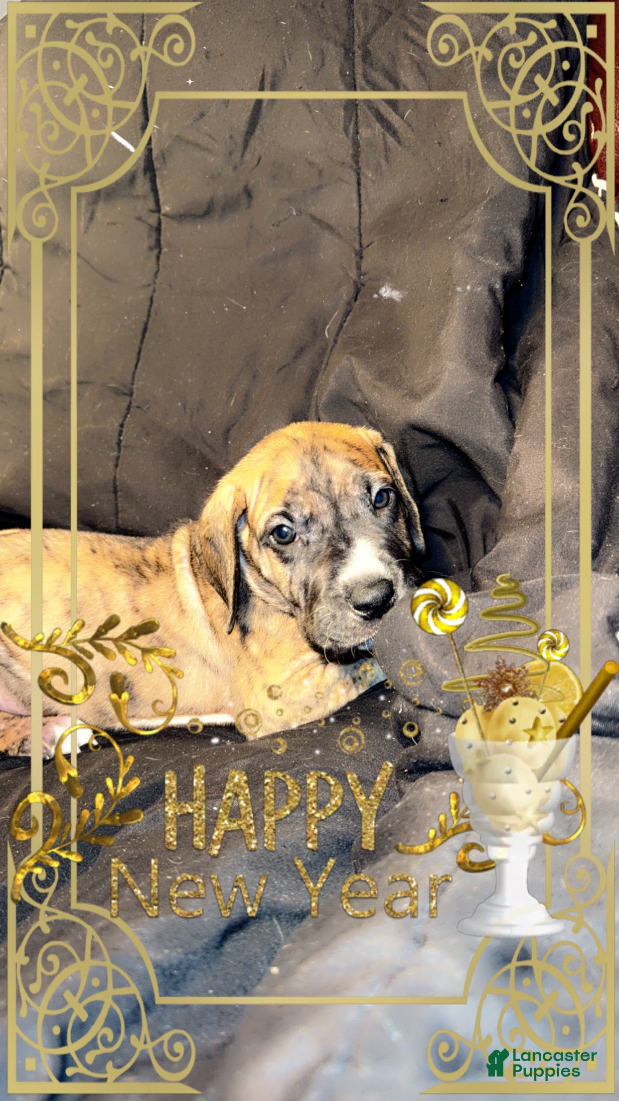 Great Dane dogs Mark - Ad 39