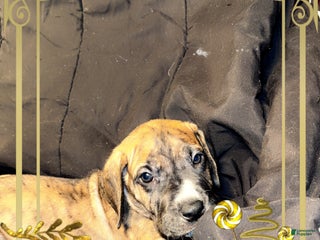 Great Dane dogs Mark - Ad 40