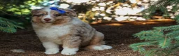 Miniature Australian Shepherd dogs for sale: LUCKY - Ad 10