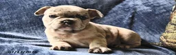 French Bulldog dogs for sale: Snow White  - Ad 4