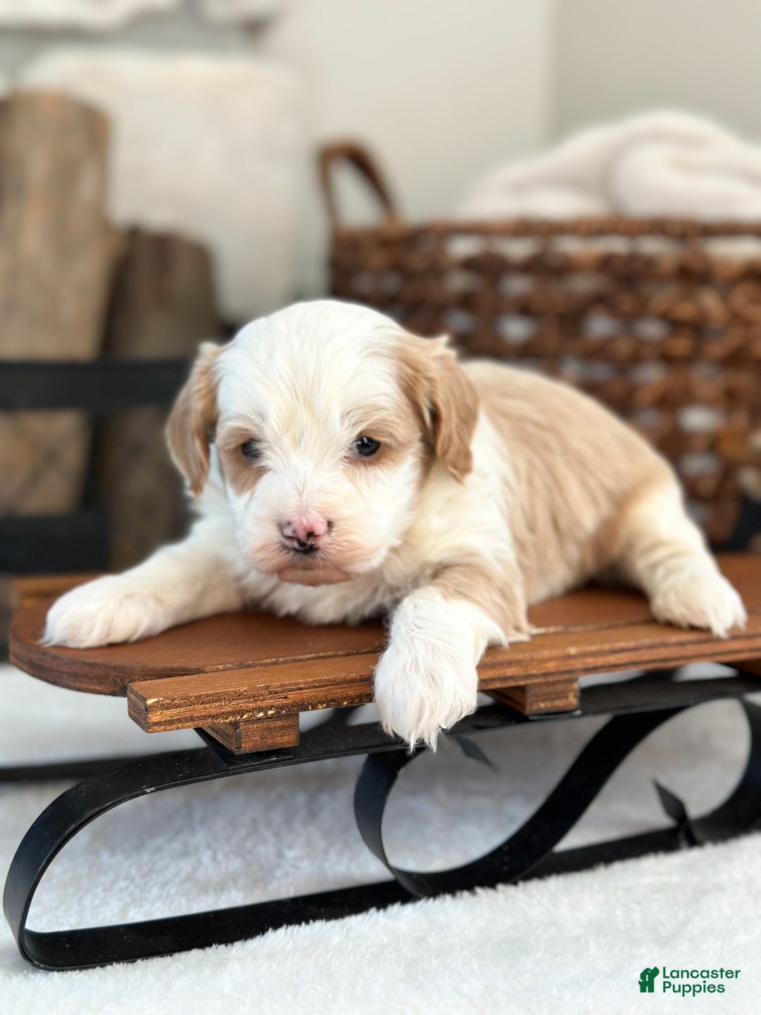Cavachon dogs for sale: Buzz - Ad 3