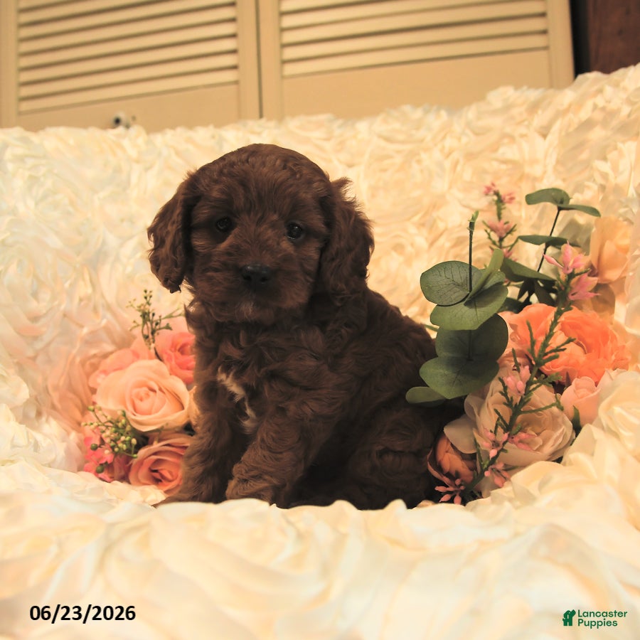Cavapoo dogs Calvin - Ad 2