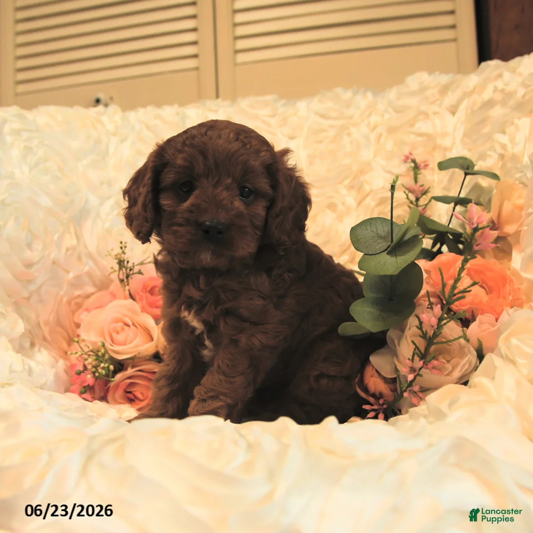 Cavapoo dogs for sale: Calvin - Ad 2