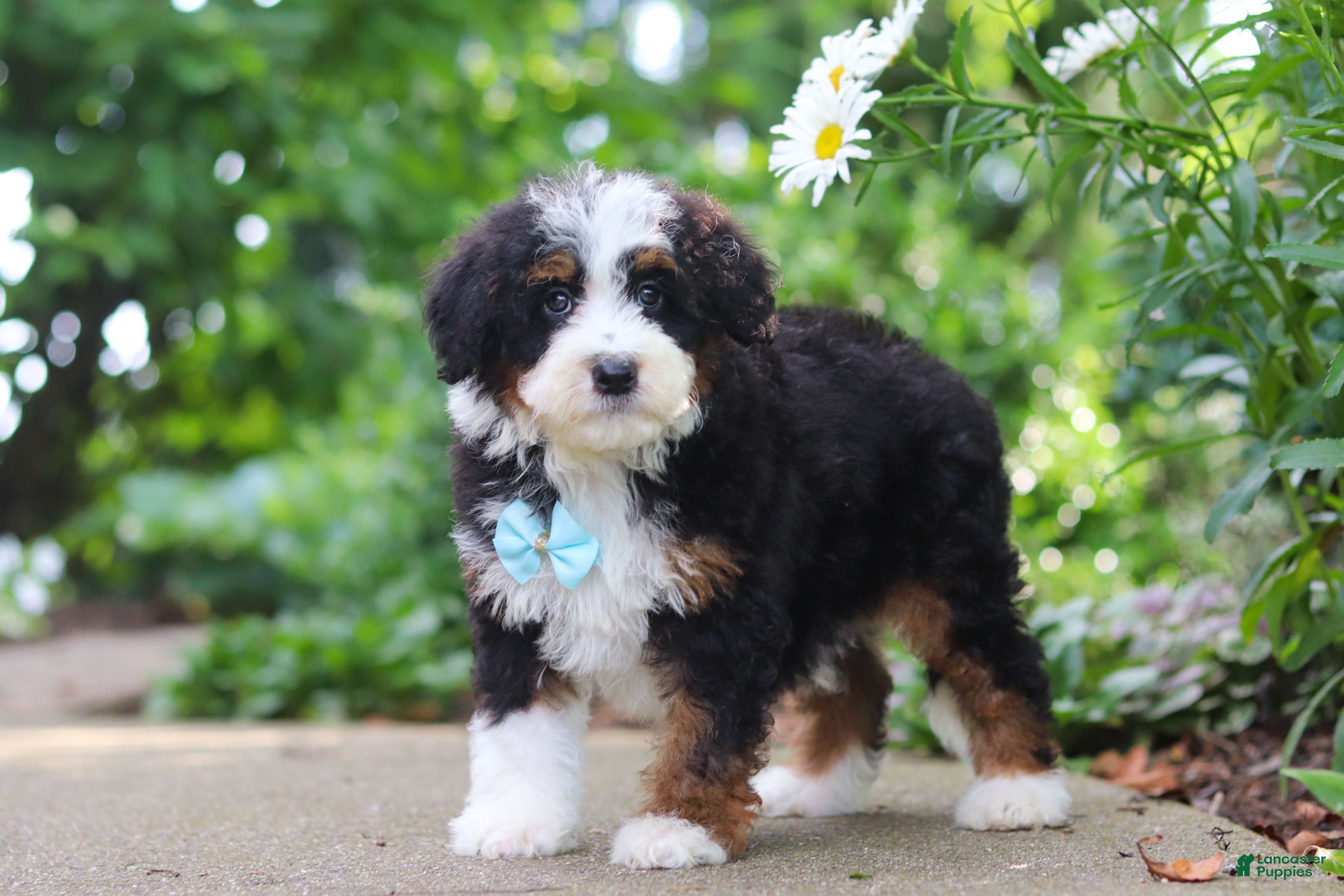 Mini Bernedoodle dogs Blake - Ad 1
