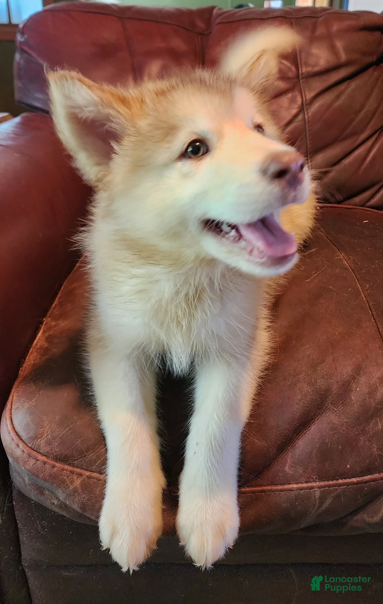 Alaskan Malamute dogs Alaskan Malamute 4 - Ad 1
