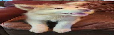 Alaskan Malamute 4