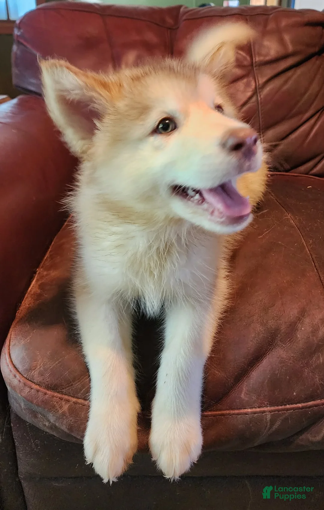 Alaskan Malamute dogs for sale: Alaskan Malamute 4 - Ad 1