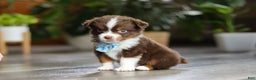 Miniature Australian Shepherd dogs for sale: Cadbury - Ad 9