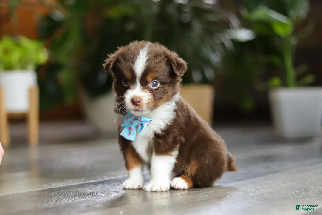 Miniature Australian Shepherd dogs for sale: Cadbury - Ad 9