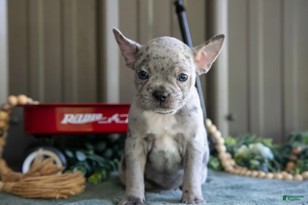 Mixed Breed dogs for sale: Bonnie - Ad 1