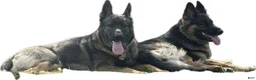 German Shepherd dogs for sale: German Shepherd 4 - Ad 2