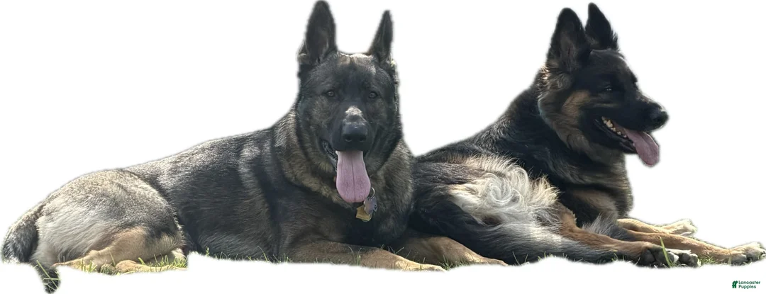 German Shepherd dogs for sale: German Shepherd 4 - Ad 2