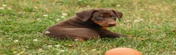 Doberman Pinscher dogs for sale: DIXIE - Ad 10