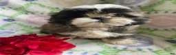 Shih Tzu dogs for sale: Johnny - Ad 4