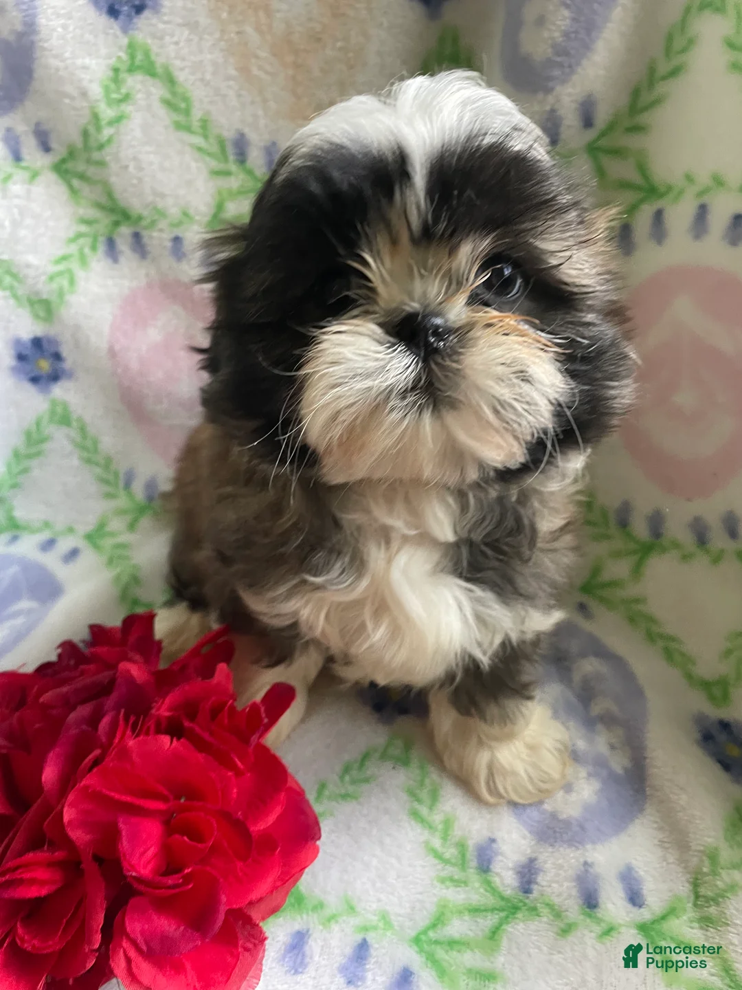 Shih Tzu dogs for sale: Johnny - Ad 4