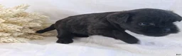 Affenpinscher dogs for sale: LLW JEFFERY - Ad 8