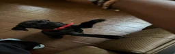 Cane Corso dogs for sale: Princess Tiana - Ad 1