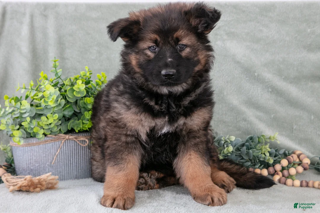 German Shepherd dogs for sale: Fiona - Ad 2