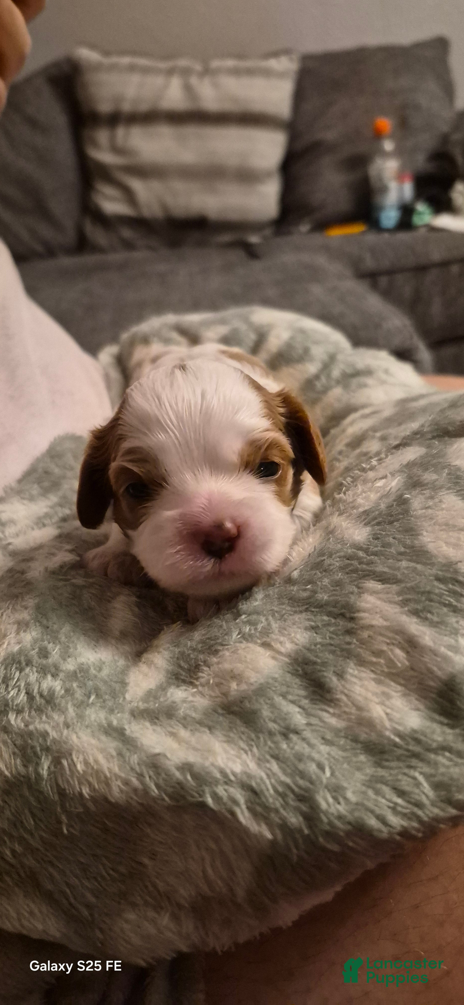Cavapoo dogs Cavapoo 5 - Ad 2