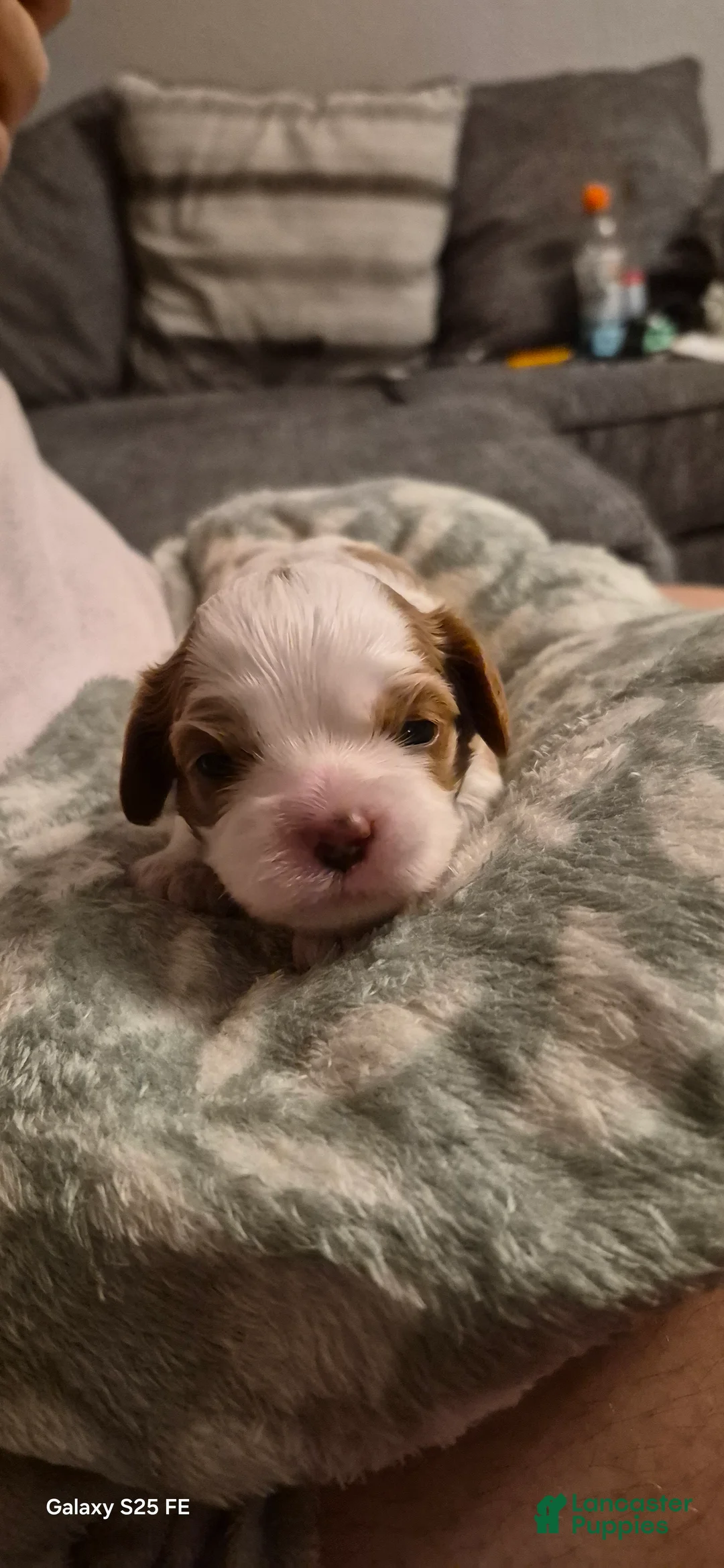 Cavapoo dogs for sale: Cavapoo 5 - Ad 2
