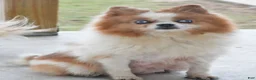 Pomeranian dogs for sale: Sonny - Ad 9