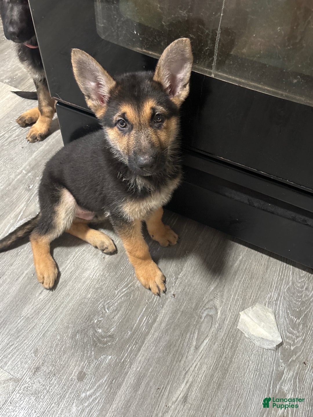 German Shepherd dogs for sale: Casper - Ad 2