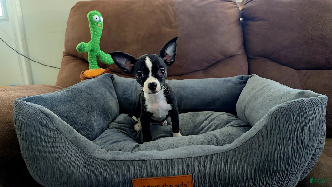 Chihuahua dogs for sale: Mixed Breed Puppy 2 - Ad 5