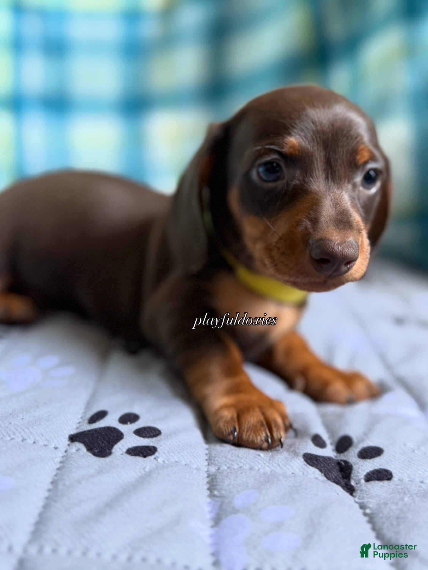 Miniature Dachshund dogs Smooth Coat Dachshund Male Puppy chocolate and tan - Ad 1