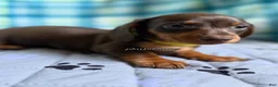 Miniature Dachshund dogs for sale: Smooth Coat Dachshund Male Puppy chocolate and tan - Ad 1