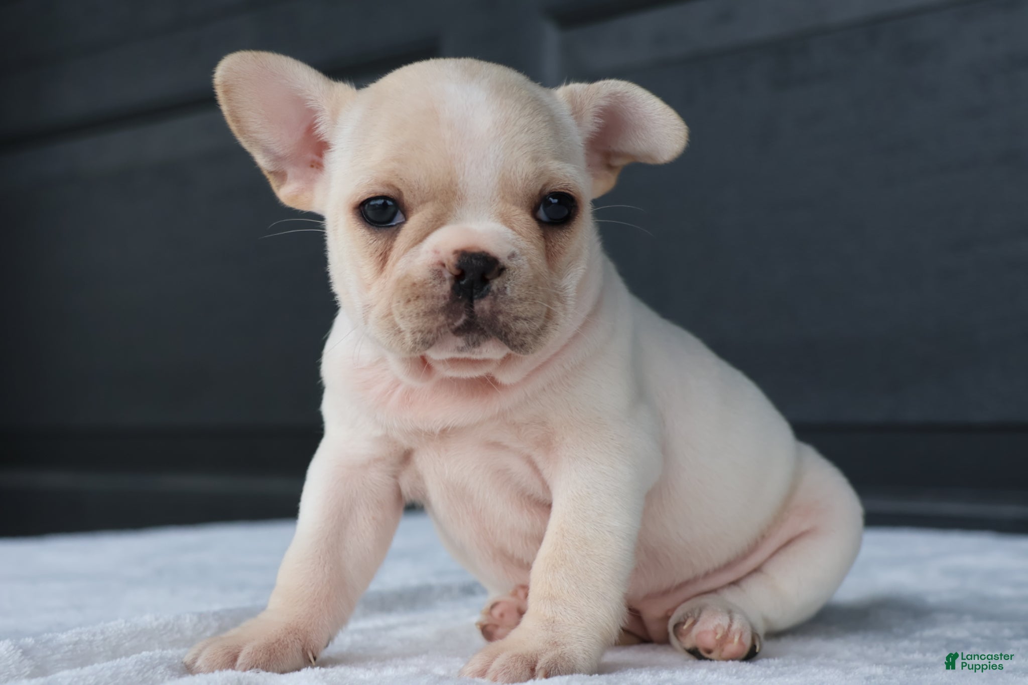 French Bulldog dogs for sale: Rose - Ad 1