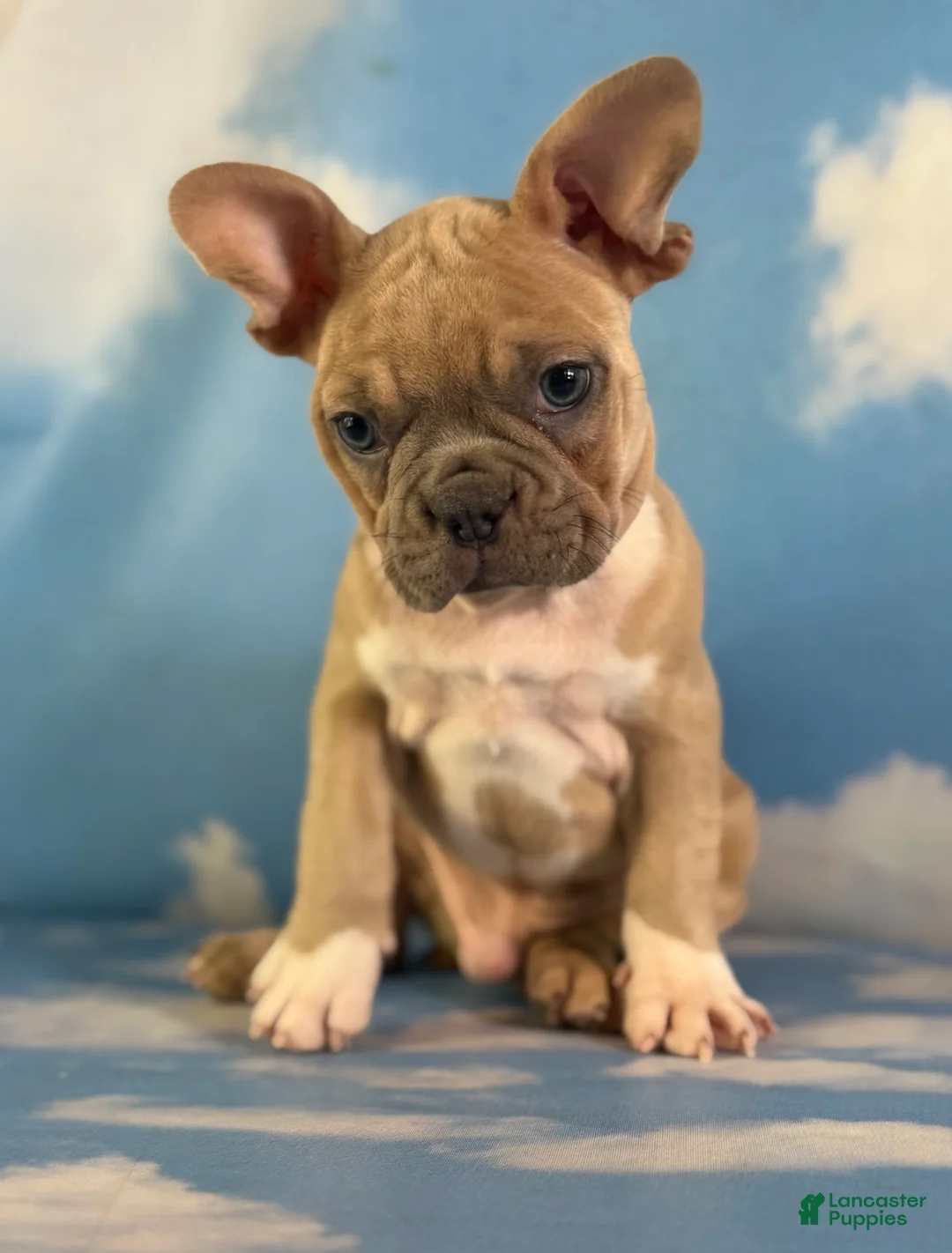 Frenchton dogs for sale: Luigi - Ad 1