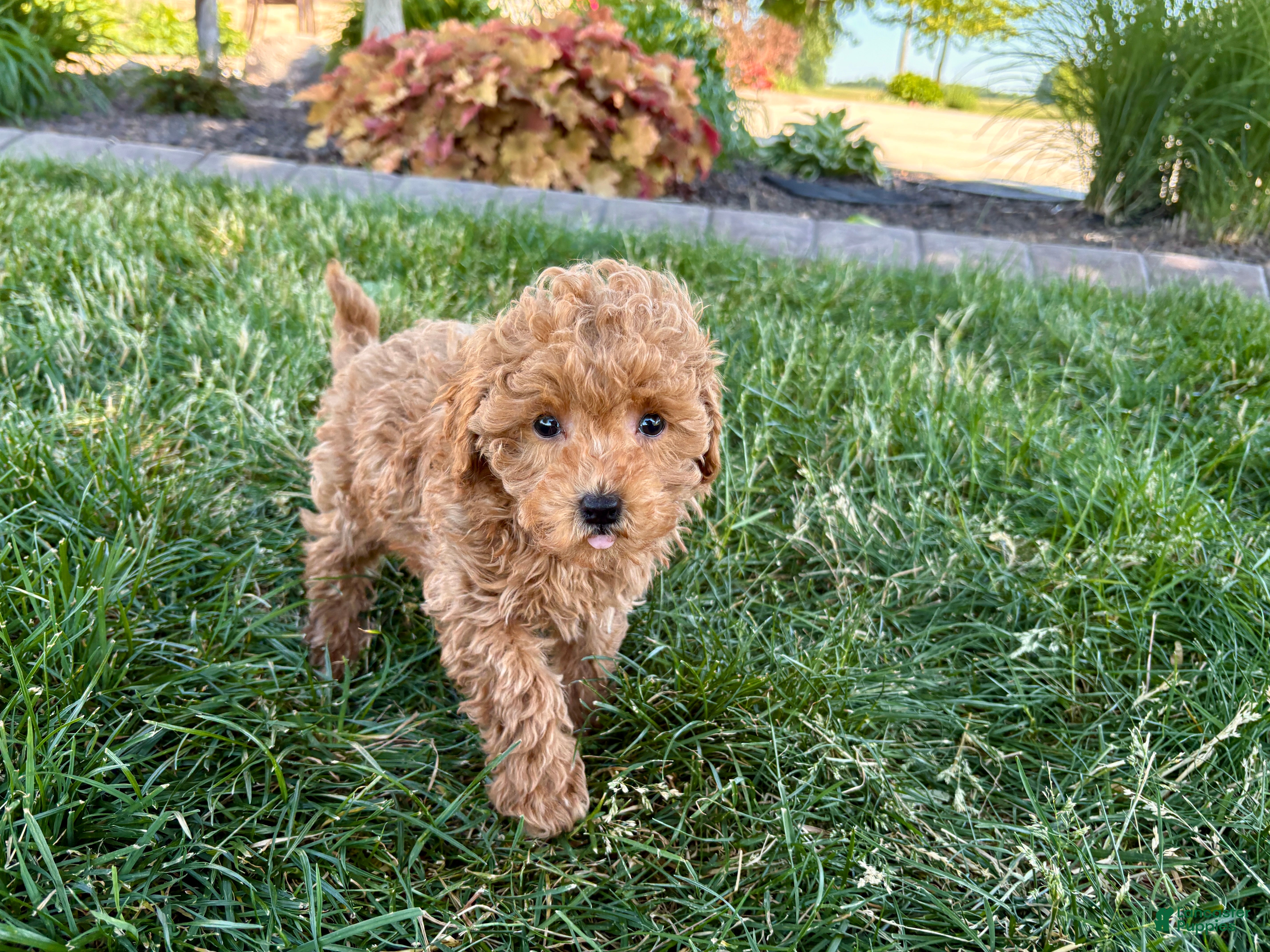 Maltipoo dogs for sale: Ada - Ad 9