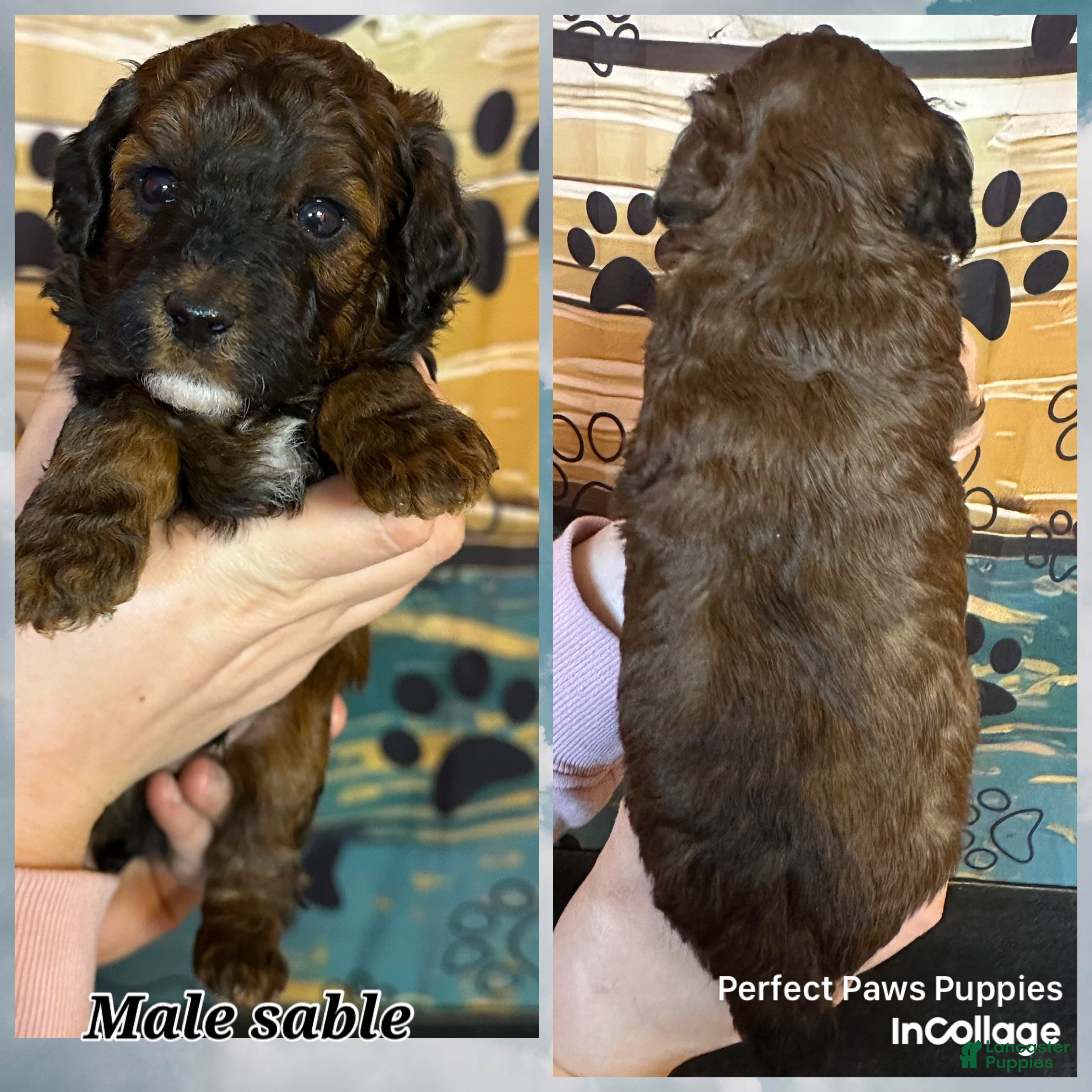 Miniature Poodle dogs Miniature Poodle Puppy 2 - Ad 40