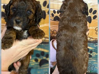 Miniature Poodle dogs Miniature Poodle Puppy 2 - Ad 41