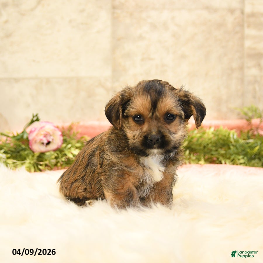 Shorkie dogs Shane - Ad 2