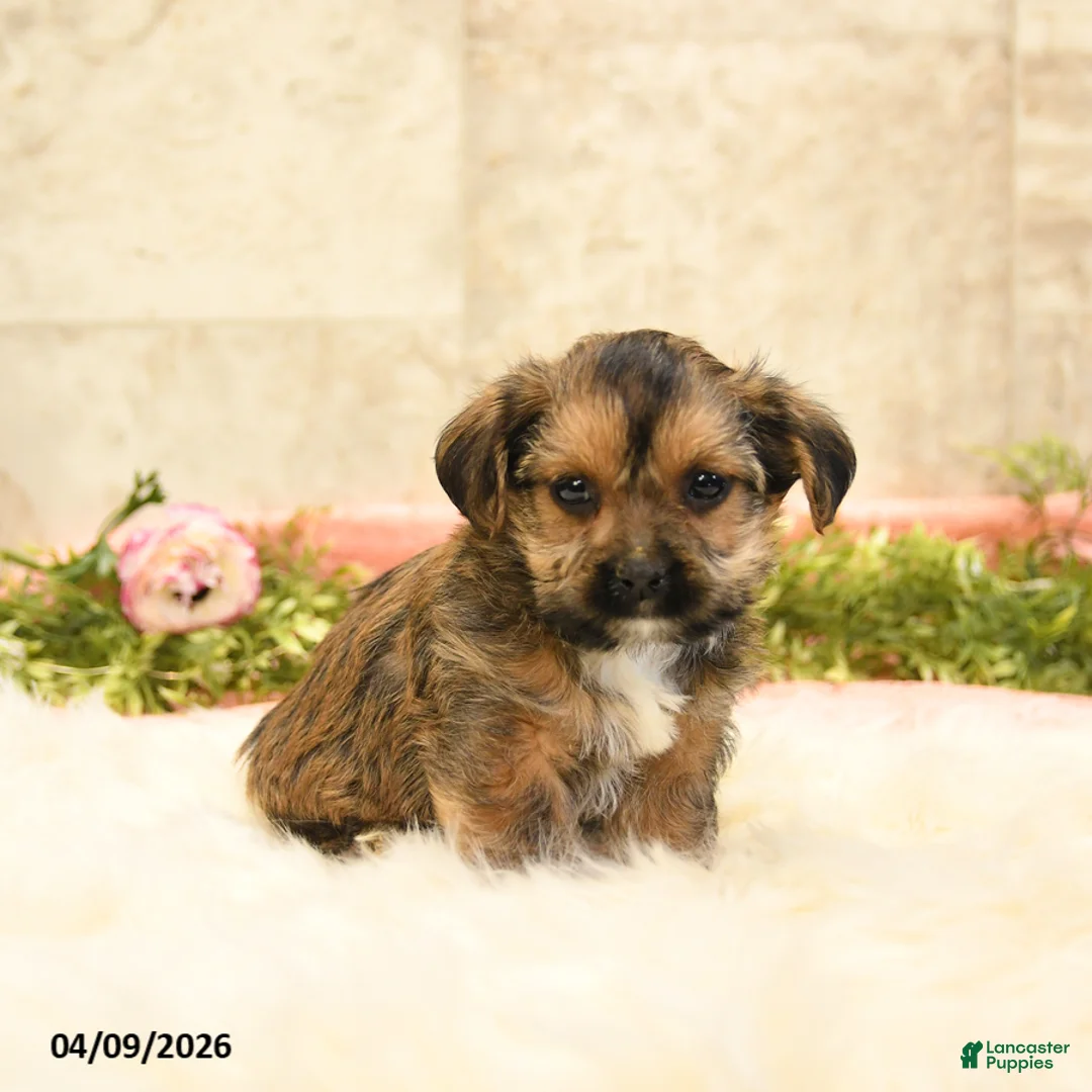 Shorkie dogs for sale: Shane - Ad 2