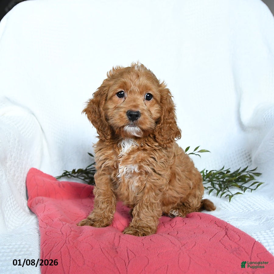 Cockapoo dogs Otto - Ad 9