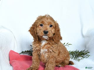 Cockapoo dogs Otto - Ad 8
