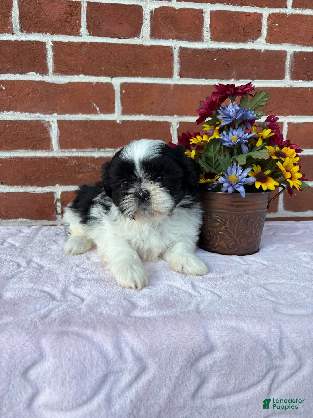Shih Tzu dogs for sale: Winnie - Ad 5