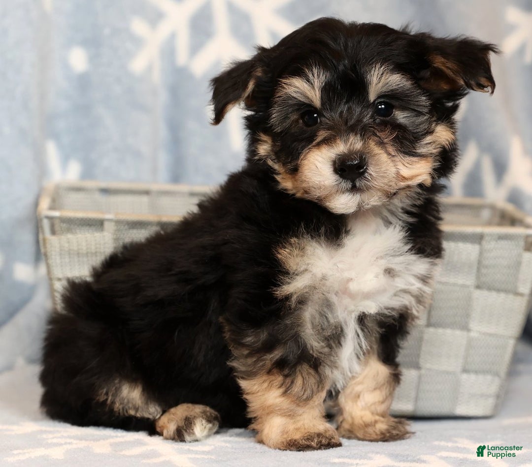 Yochon dogs for sale: Teddy - Ad 6