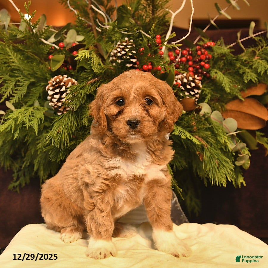 Cockapoo dogs Lavender  - Ad 32